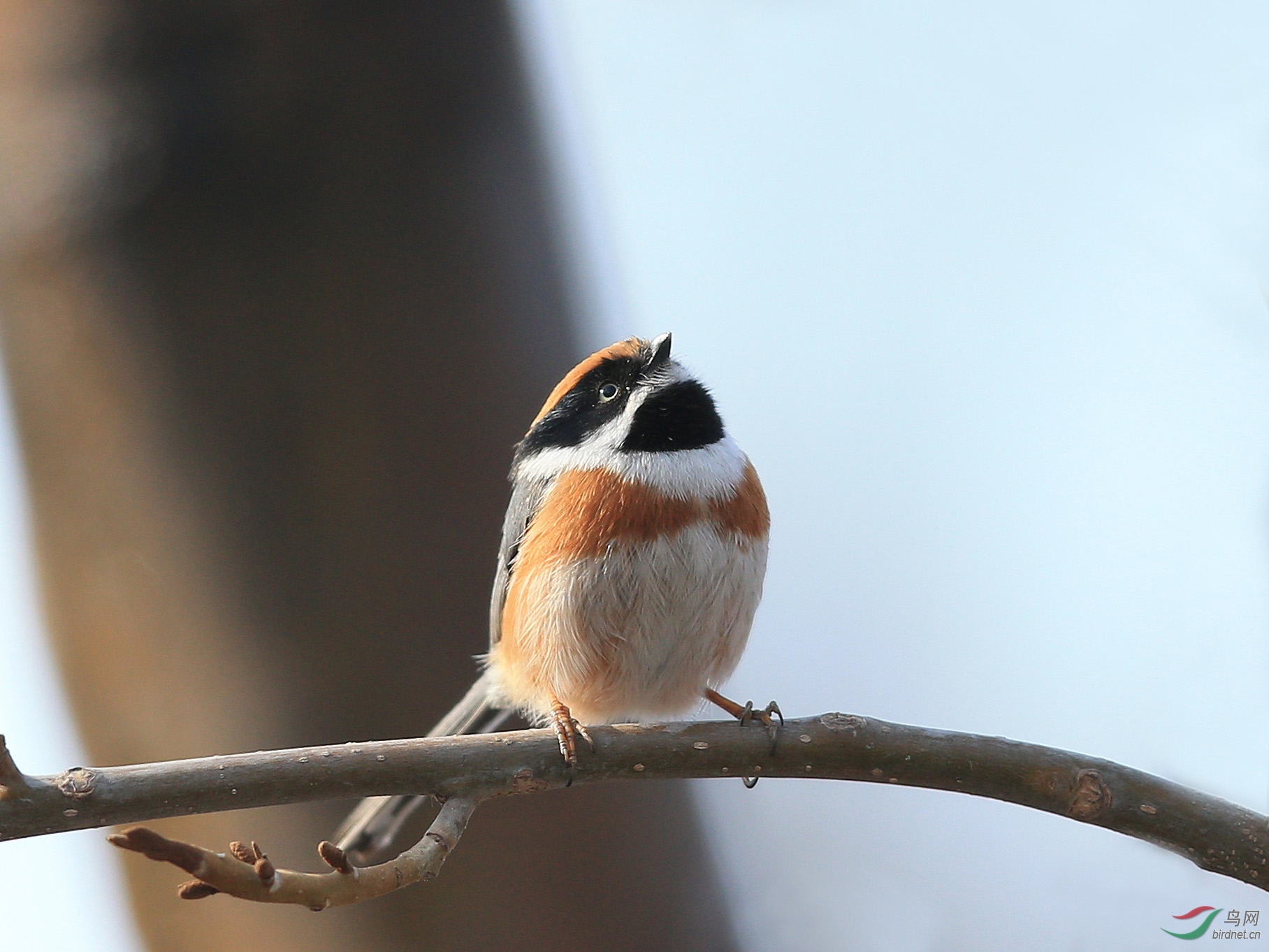 紅頭長尾山雀--北京動物園