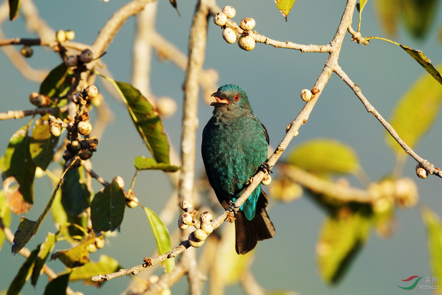 和平鸟 - 甘肃版 gansu鸟网