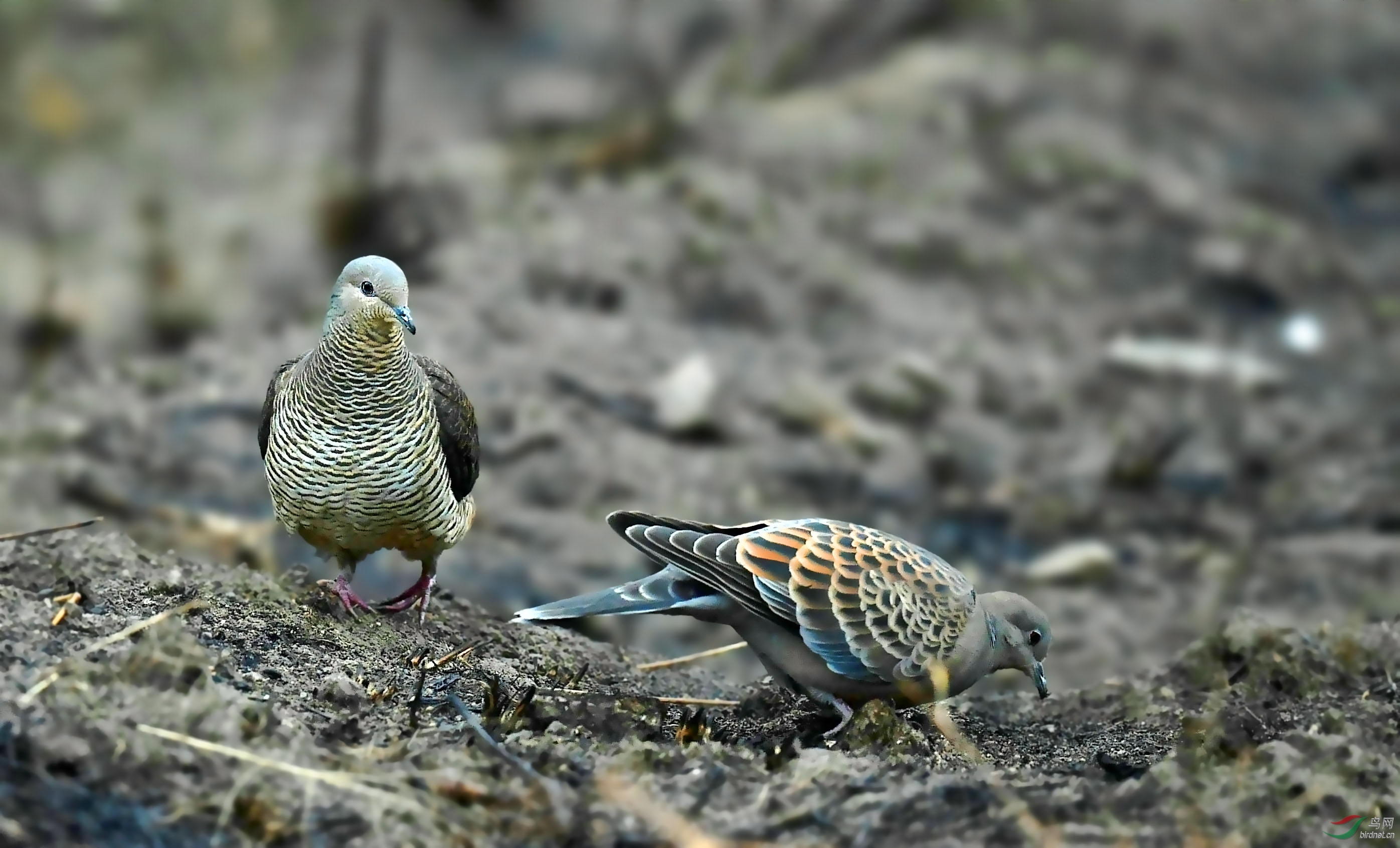 �ܿ����������