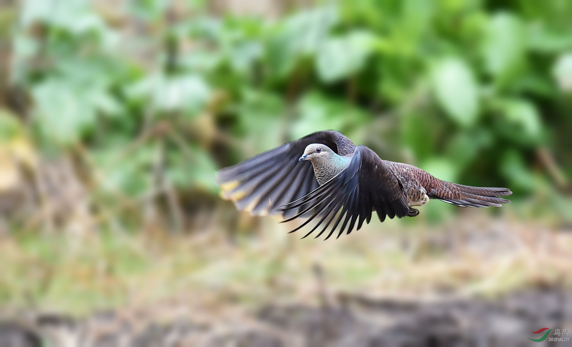六百里长奔拍斑尾(祝贺老师佳作荣获首页精华)