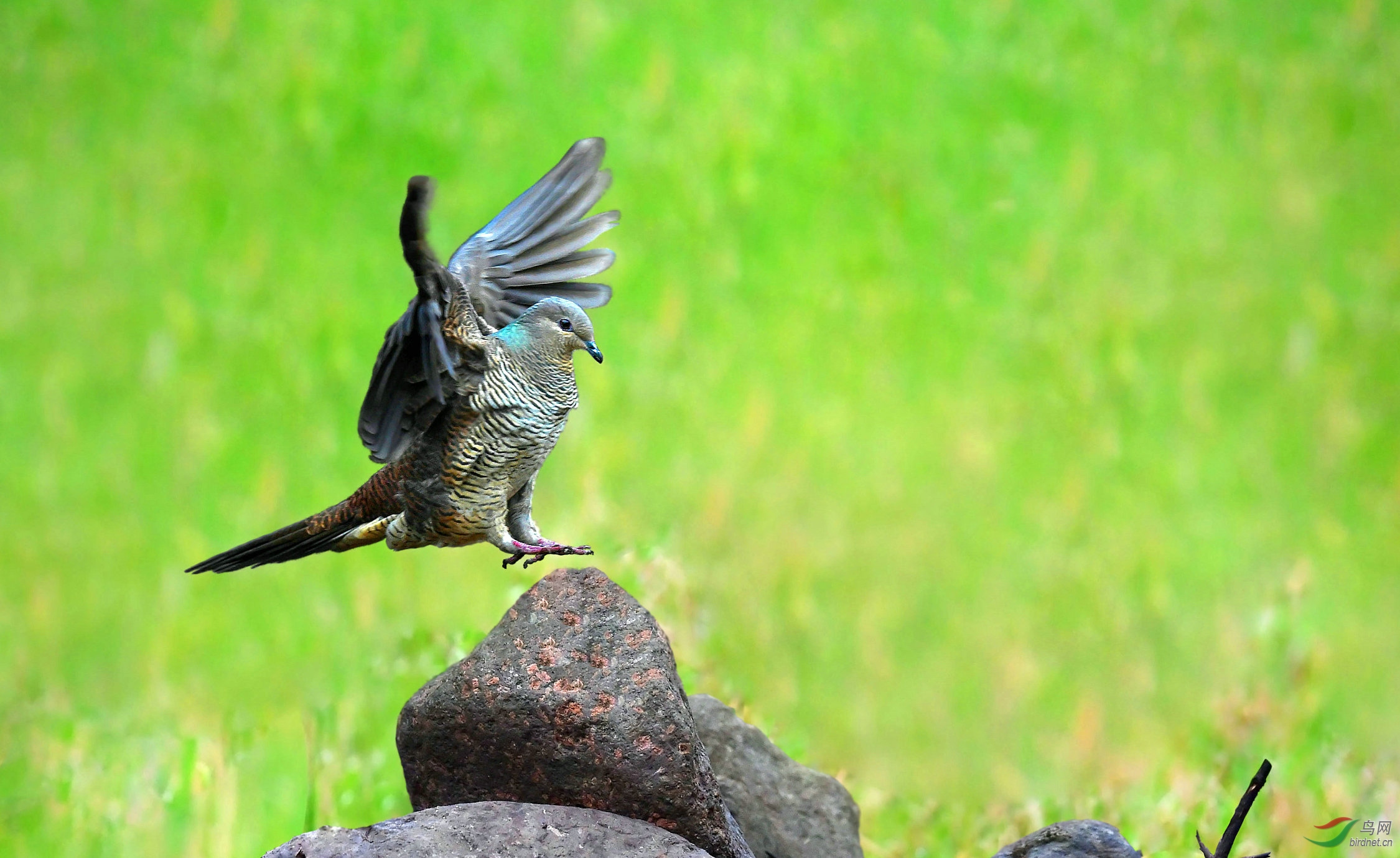 ����ɽʯ��˲��