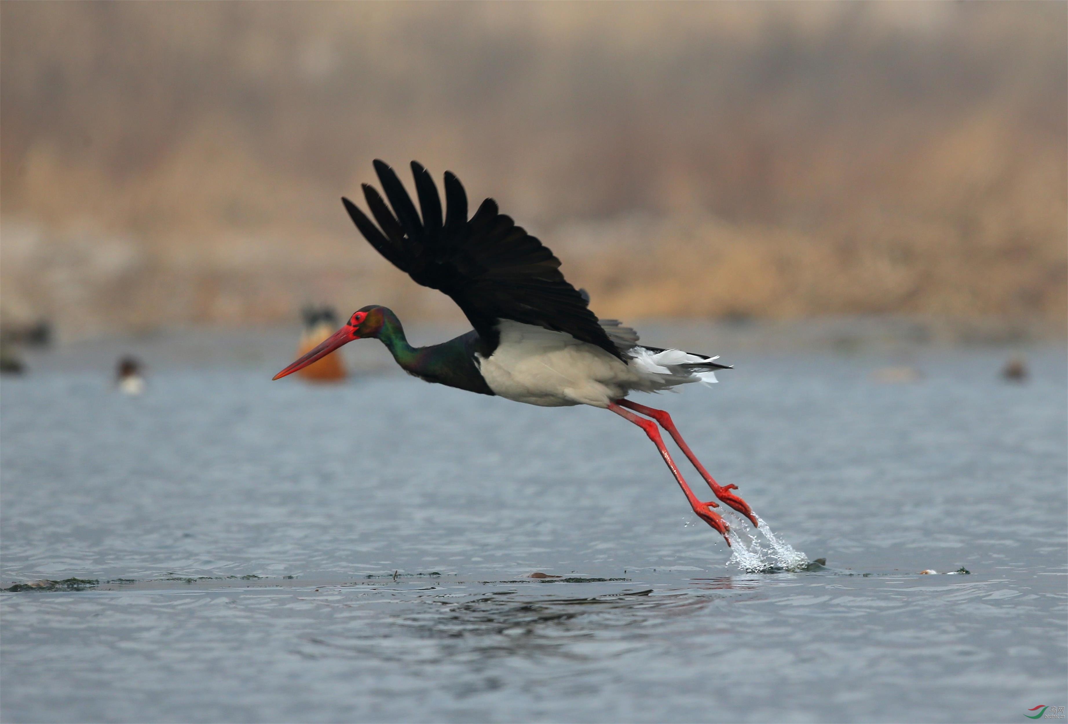 黑鹳起飞三连拍