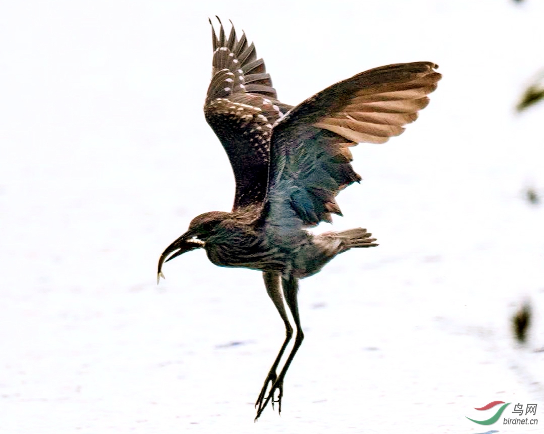 ҹ������