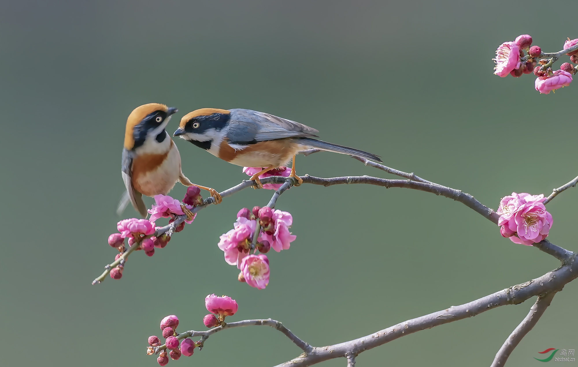 目瞪口呆(红头长尾山雀)