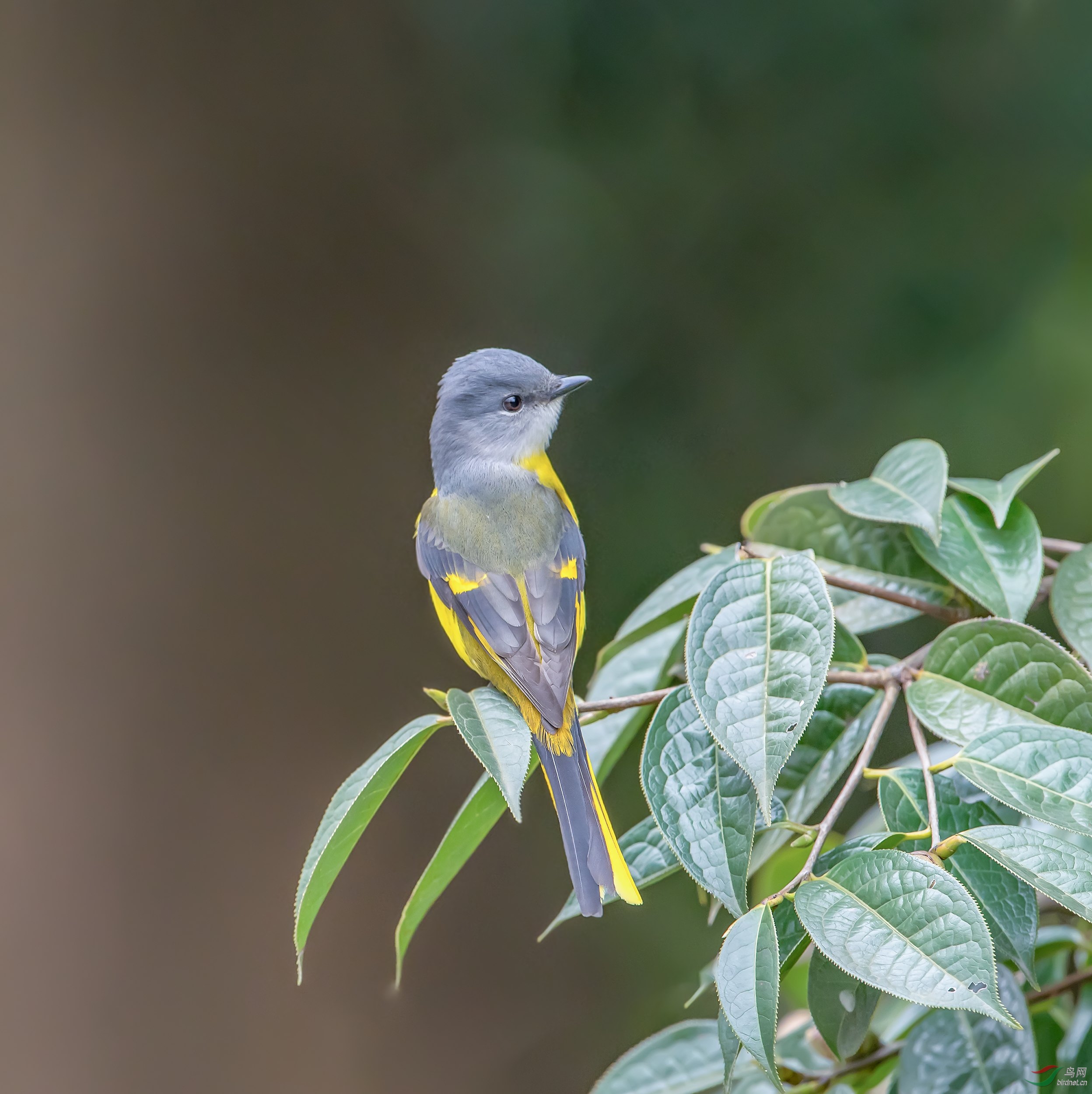 灰头山椒鸟 - 云南版 yunnan 鸟网