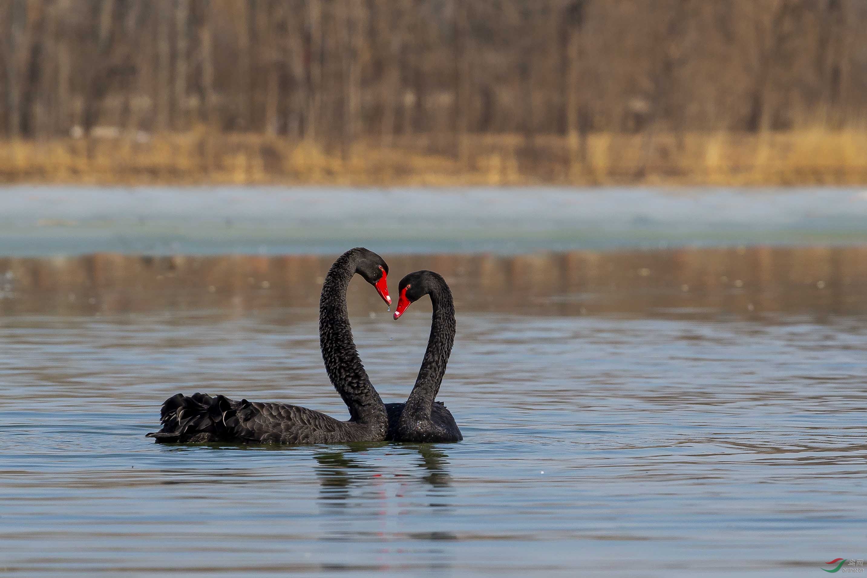 初春的深情黑天鹅情侣