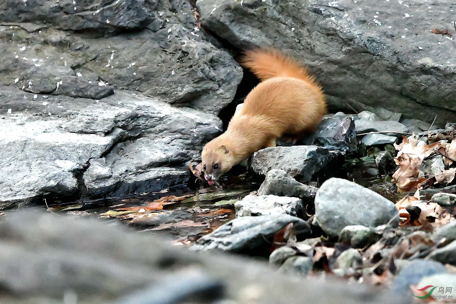 ( 哺乳动物 ) 北植山泉溪边饮水的黄鼬 谢谢浏览