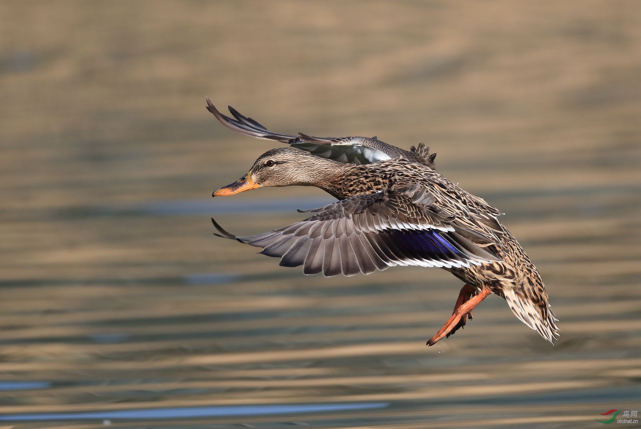 绿头鸭降落组图