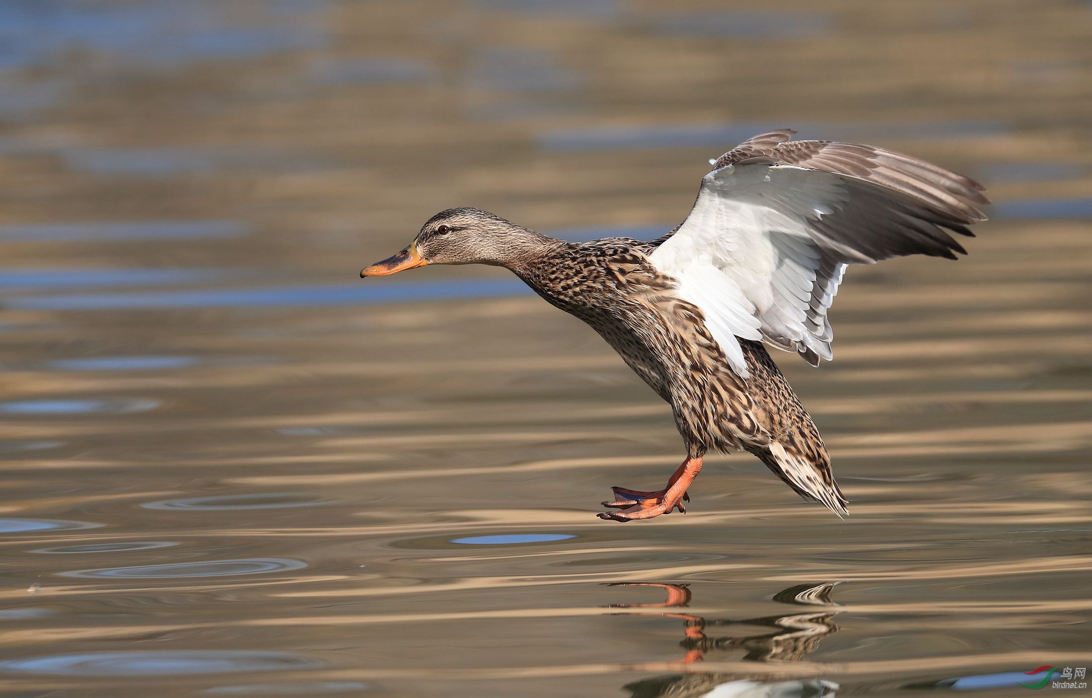 绿头鸭降落组图