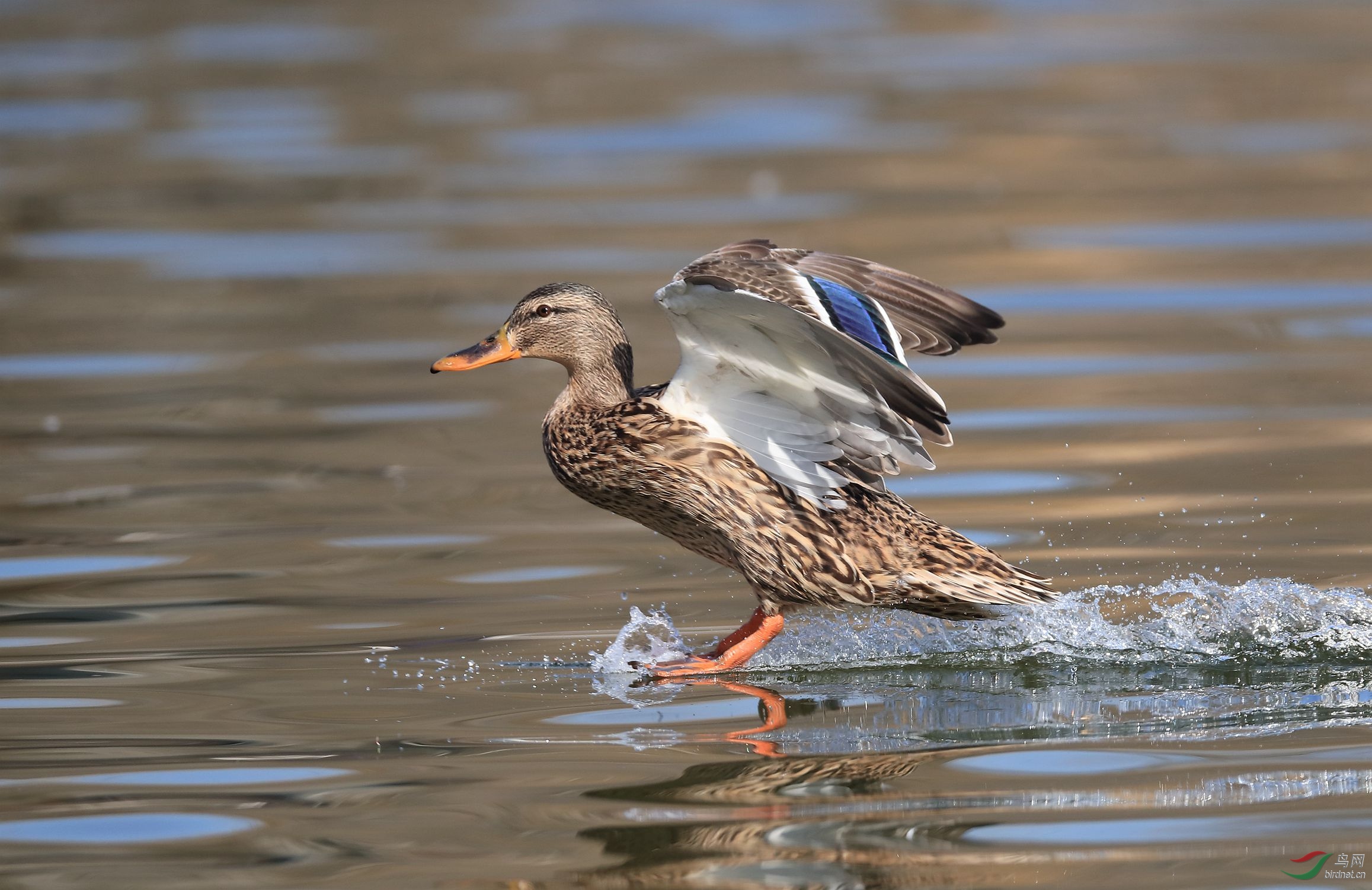 绿头鸭降落组图