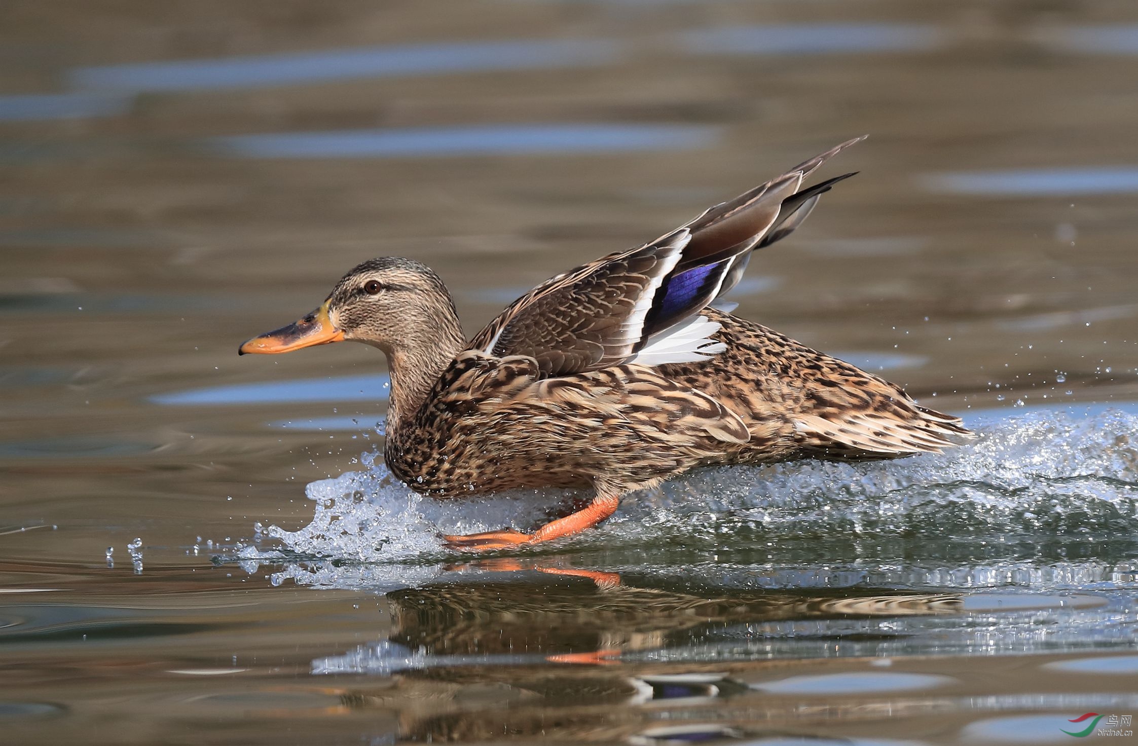 绿头鸭降落组图