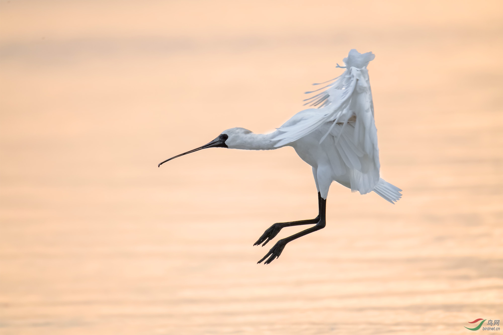朝霞飞鹭 - 广东版 guangdong 鸟网