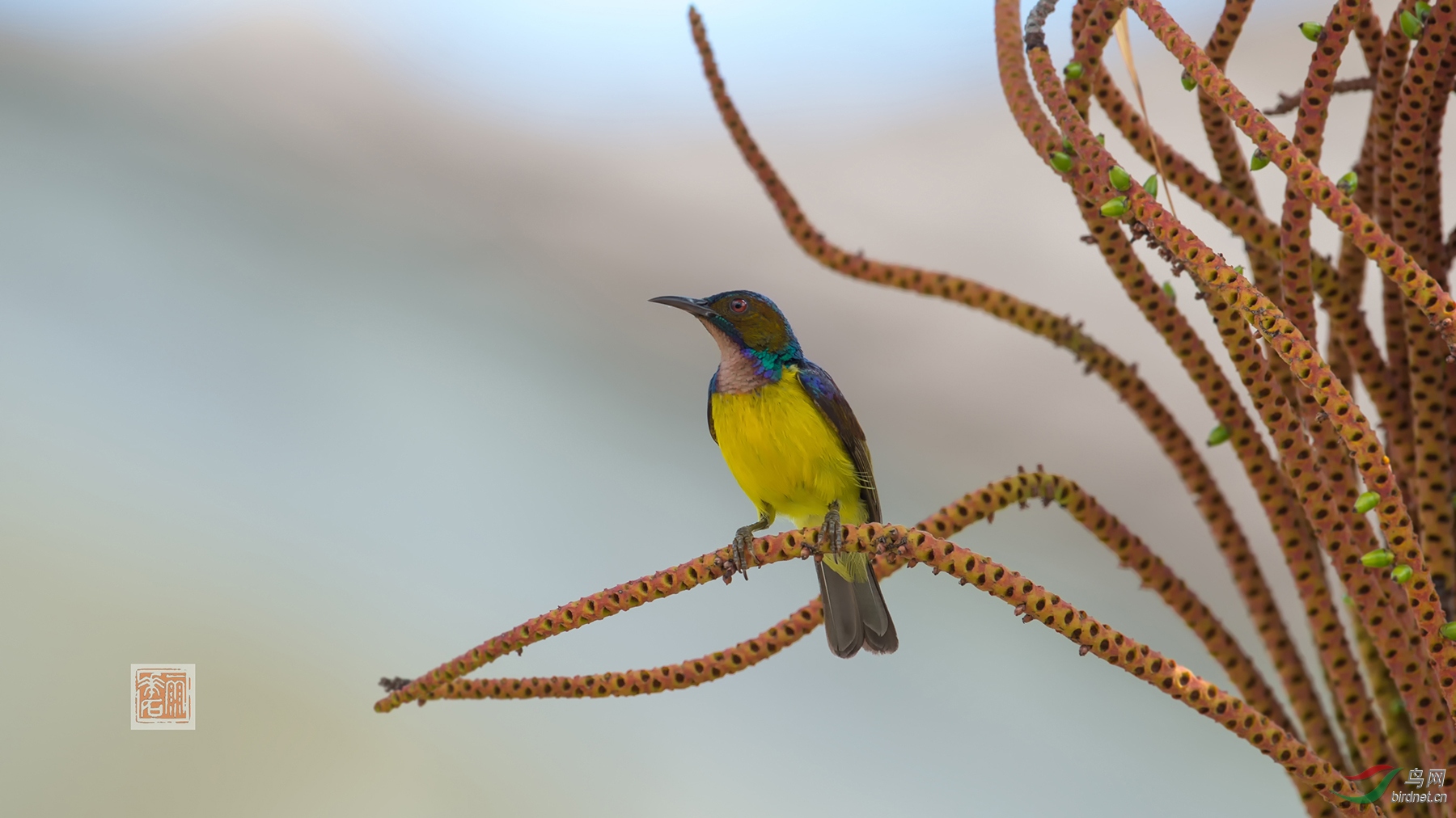 �ֺ�ʳ���� ����.jpg