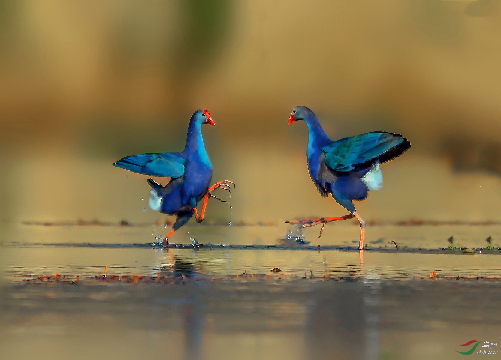 DSC_8338_��ͼ��_��ͼ��_����_���� (2)_����_����.jpg