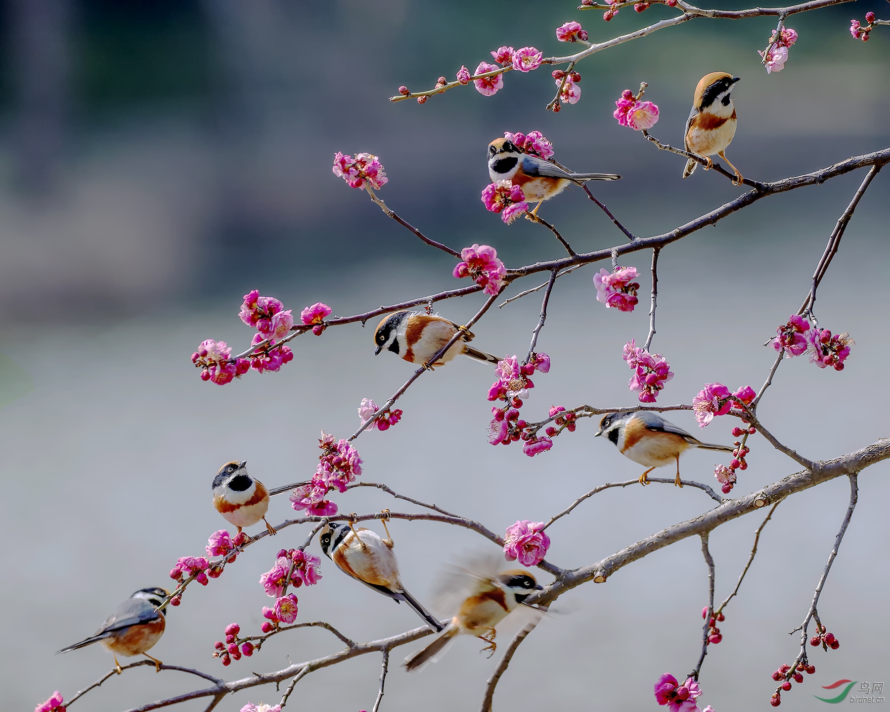 梅花与鸟大图片欣赏图片