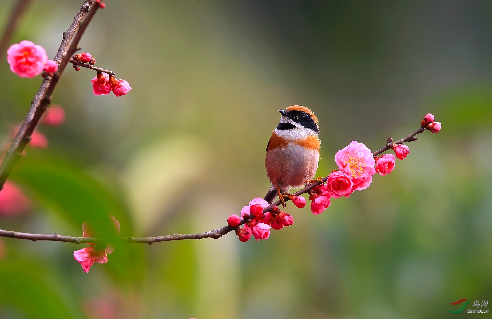 红梅报春(红头长尾山雀)