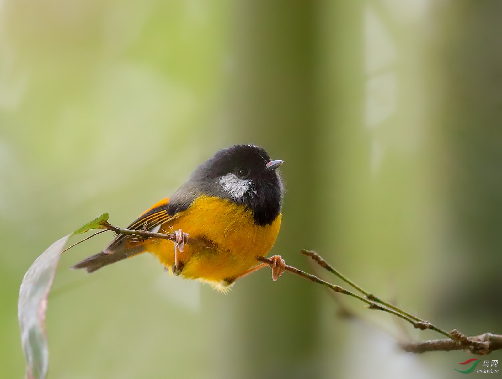 金胸雀鹛 - 上海版 shanghai 鸟网