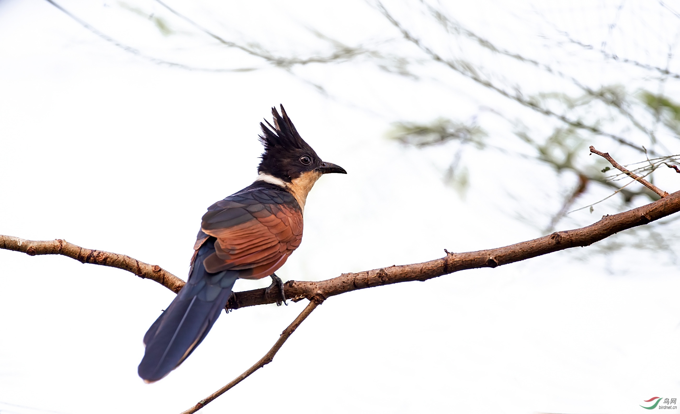 红翅凤头鹃 - 台湾版 taiwan 鸟网