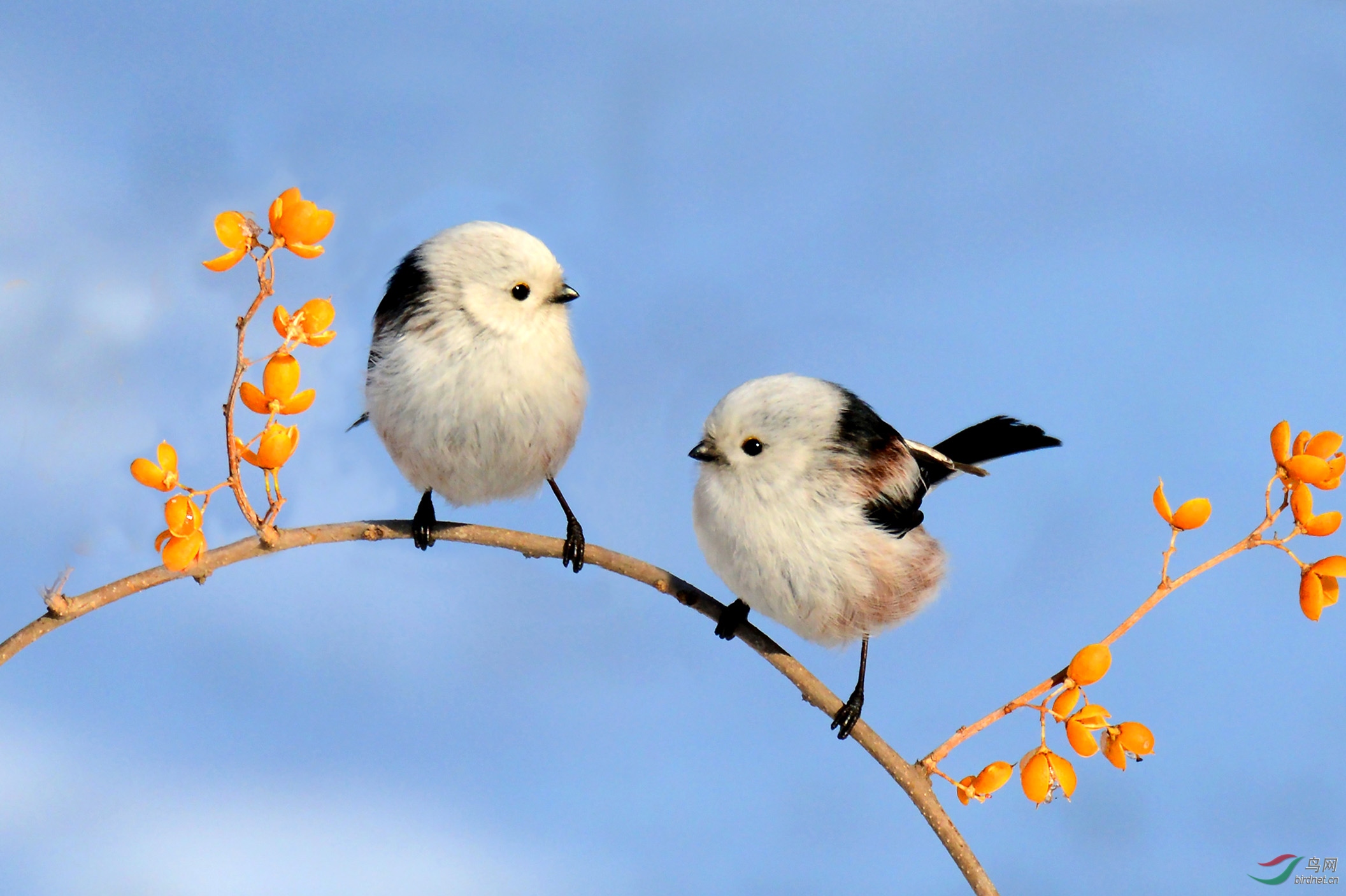 俩只小精灵北长尾山雀