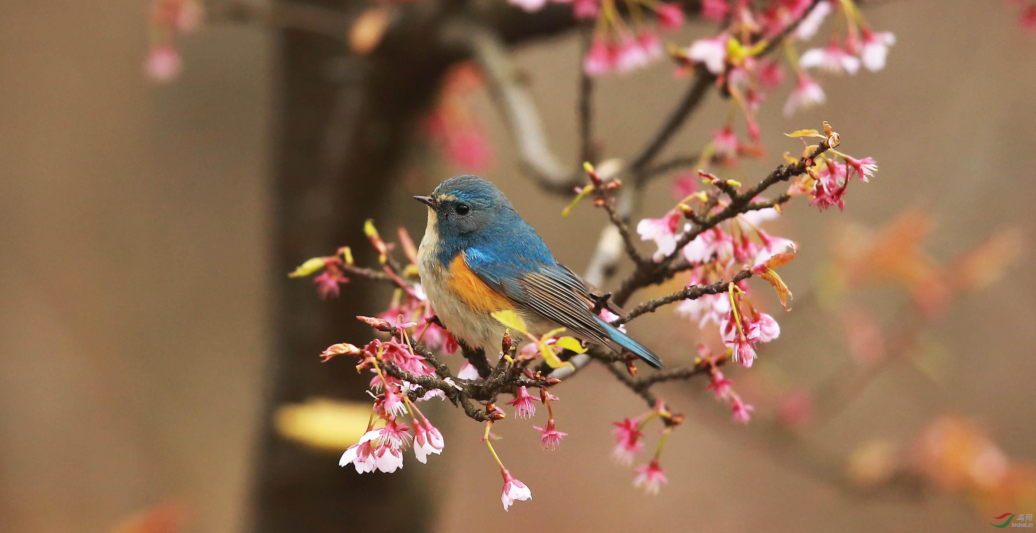 花與鳥