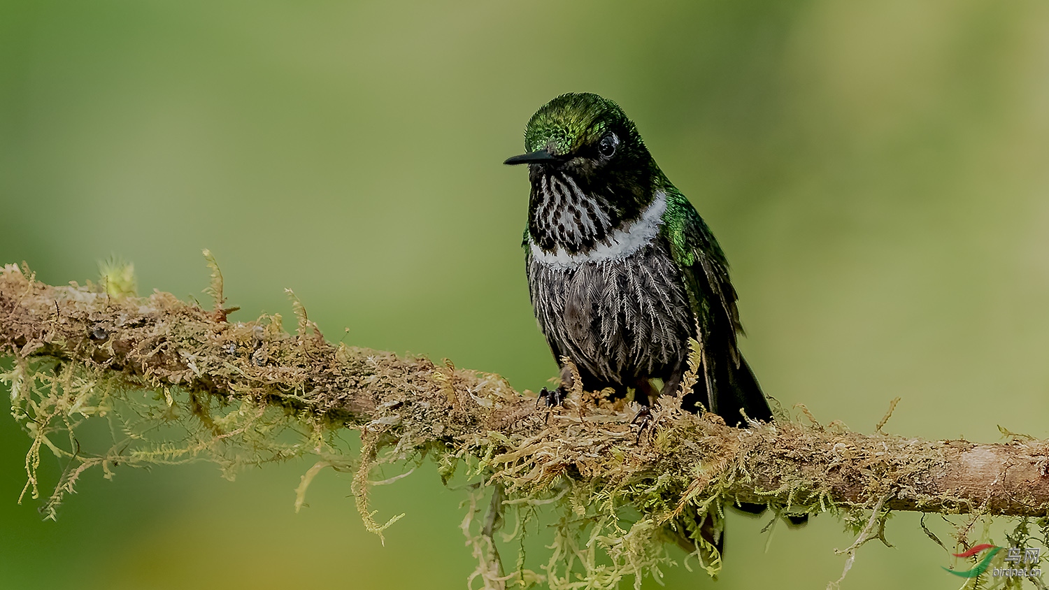 厄瓜多尔《粉髯林蜂鸟》