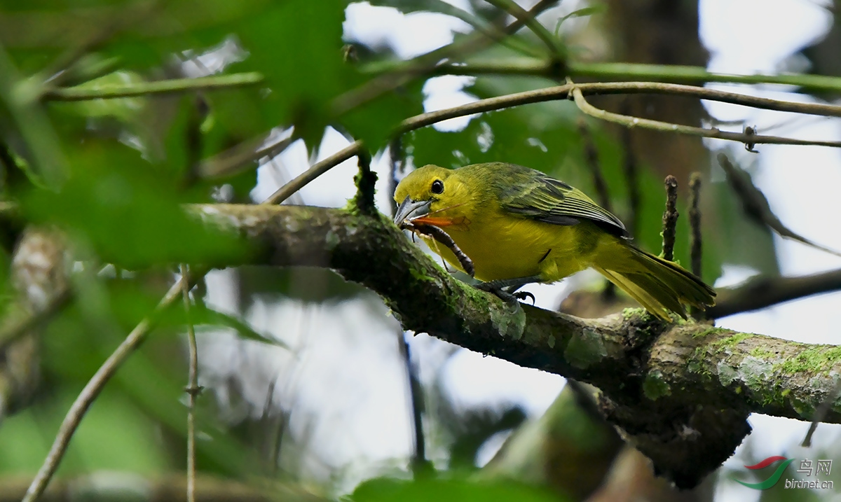 大绿雀鹎 - 天津版 tianjin 鸟网