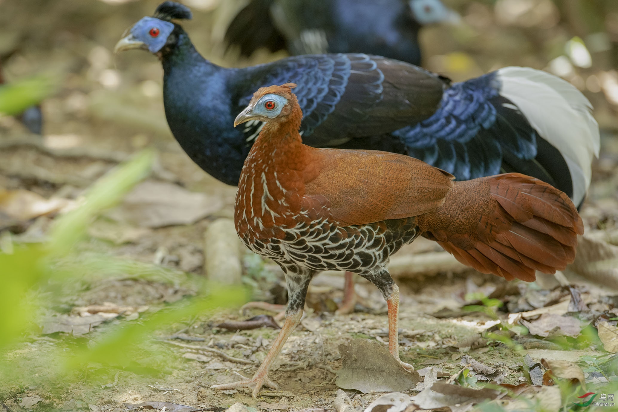 鳳頭火背鷳-母鳥