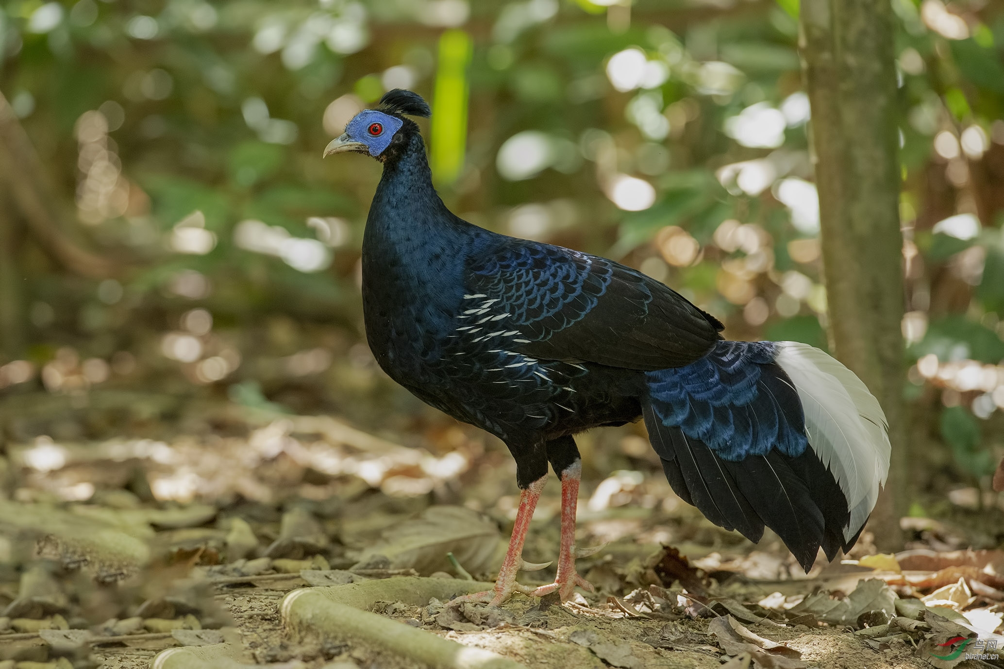 凤头火背鹇-公鸟