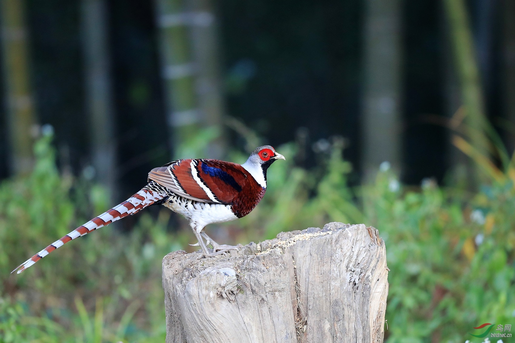白颈长尾雉.jpg