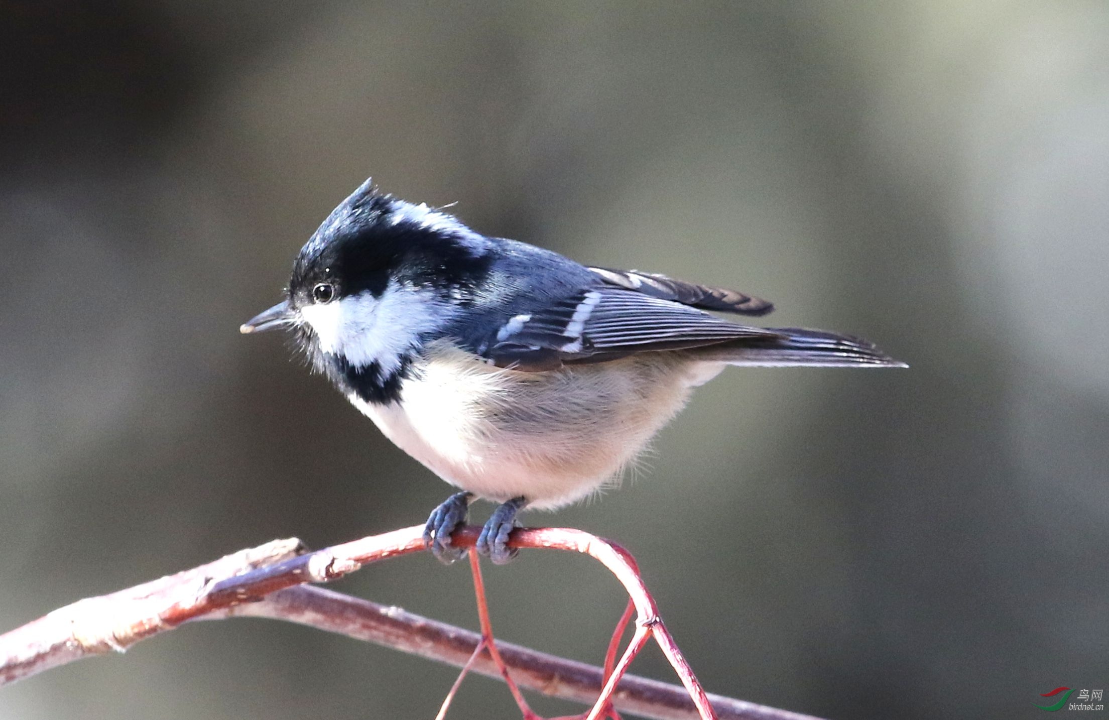 煤山雀 - 新疆版 xinjiang 鸟网