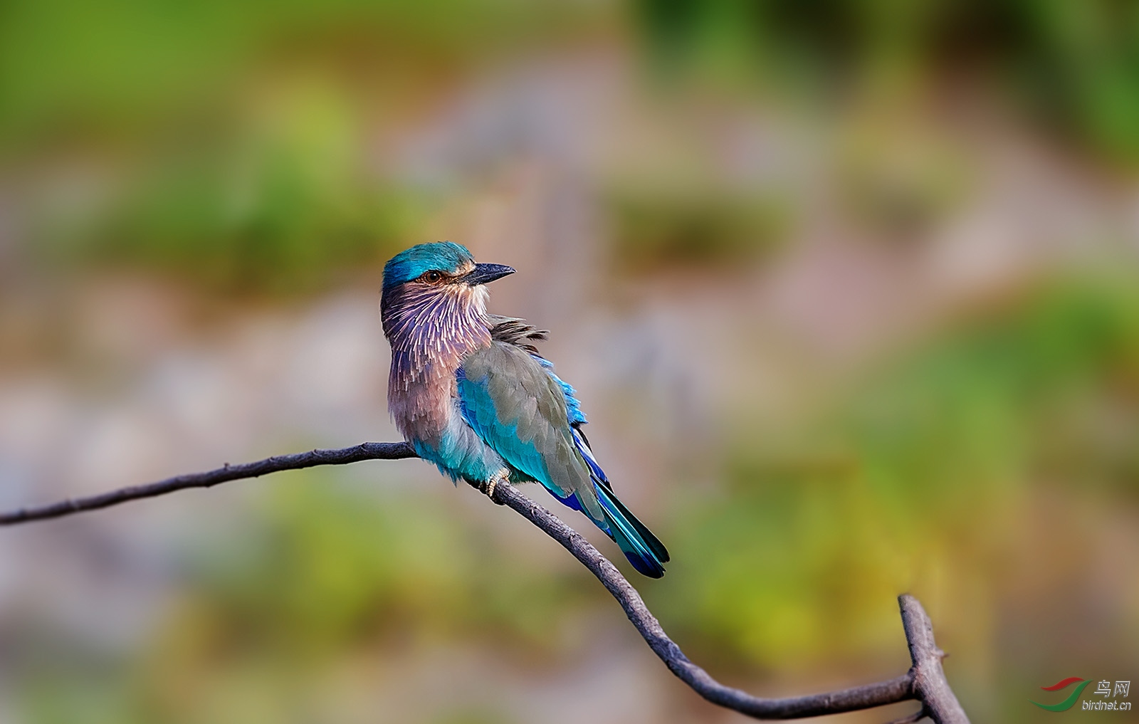棕胸佛法僧 - 青海版 qinghai 鸟网