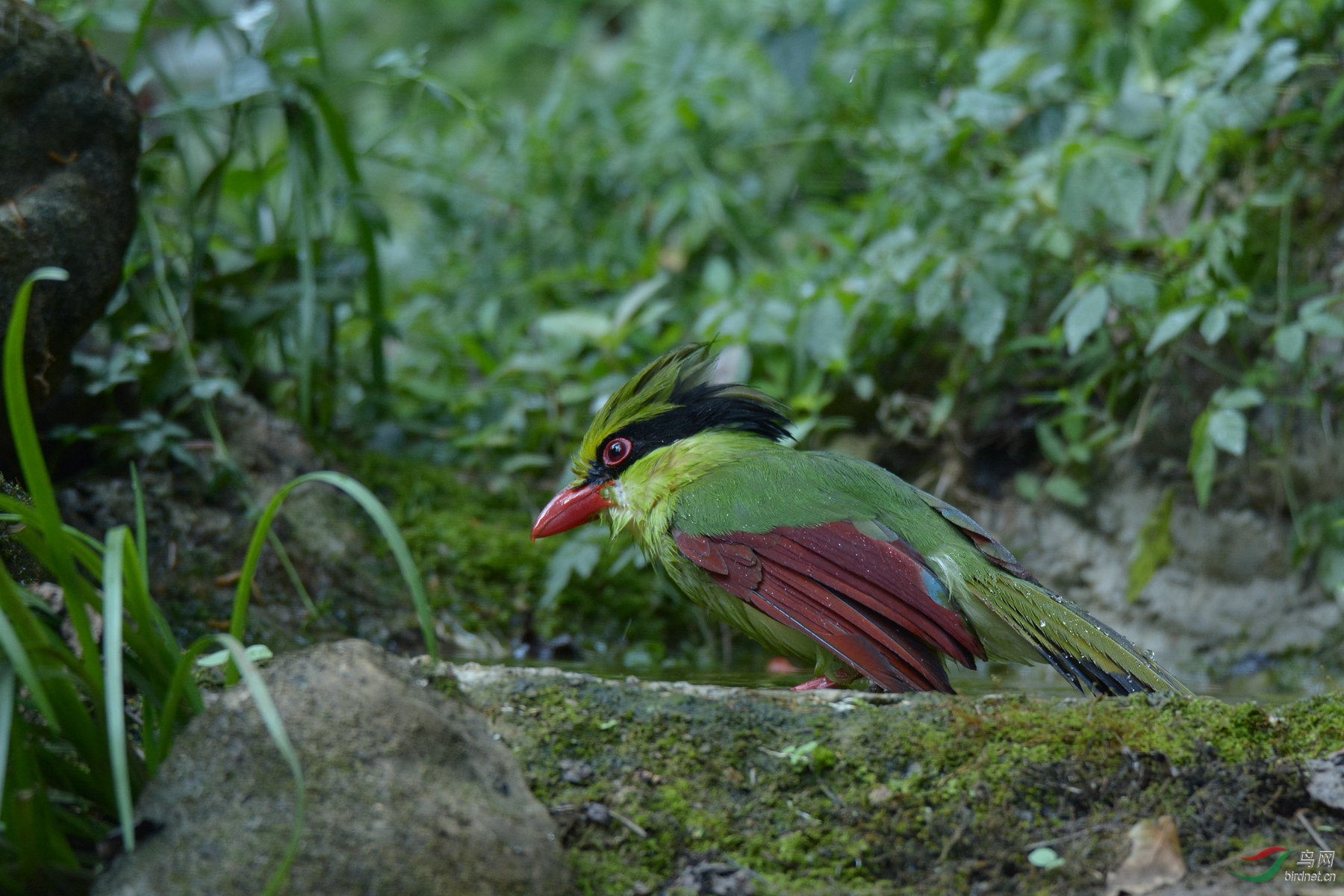 印支绿鹊洗浴图