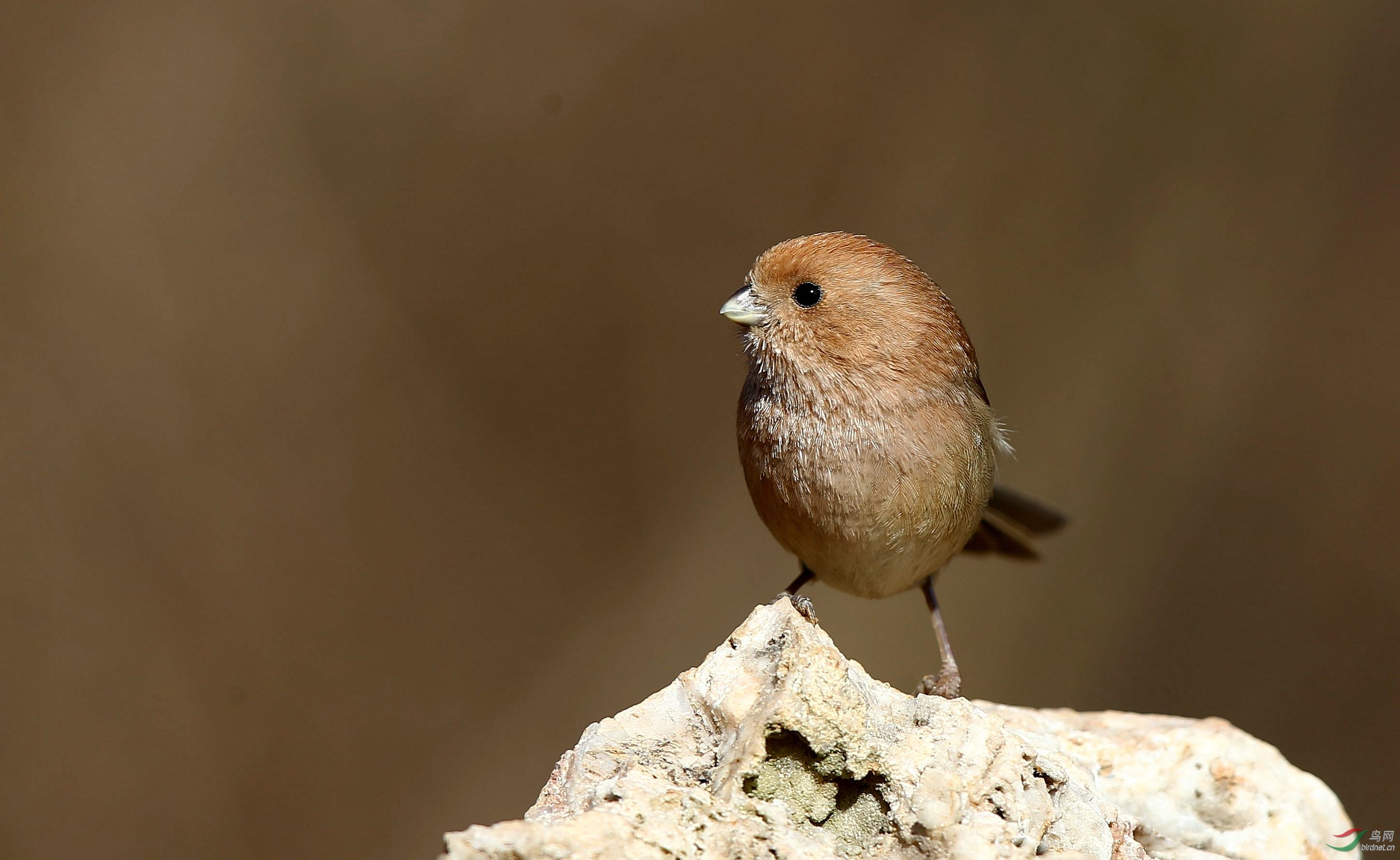 棕头鸦雀 - 四川版 sichuan 鸟网