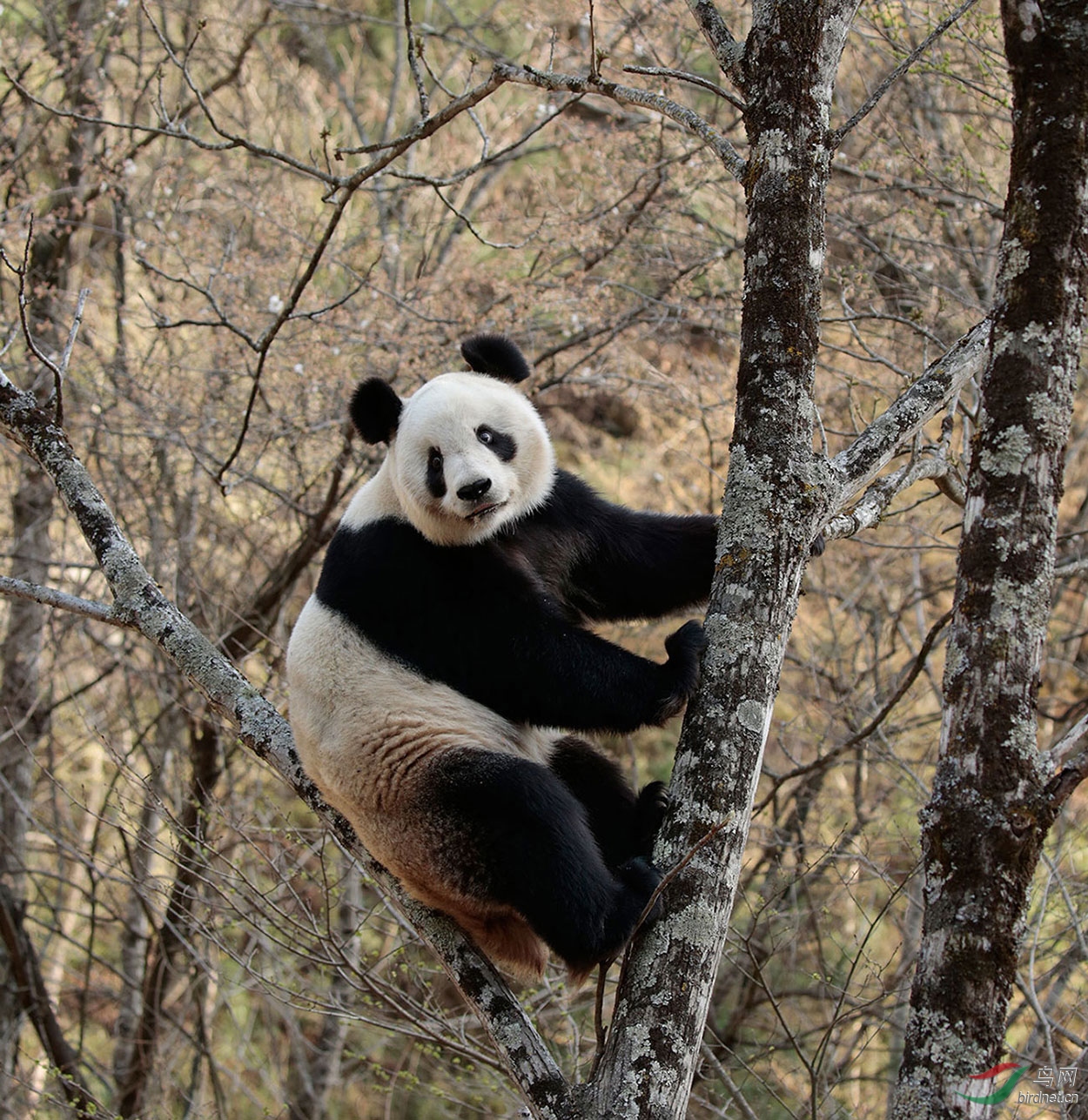 秦岭大熊猫 - 山西版 shanxi 鸟网