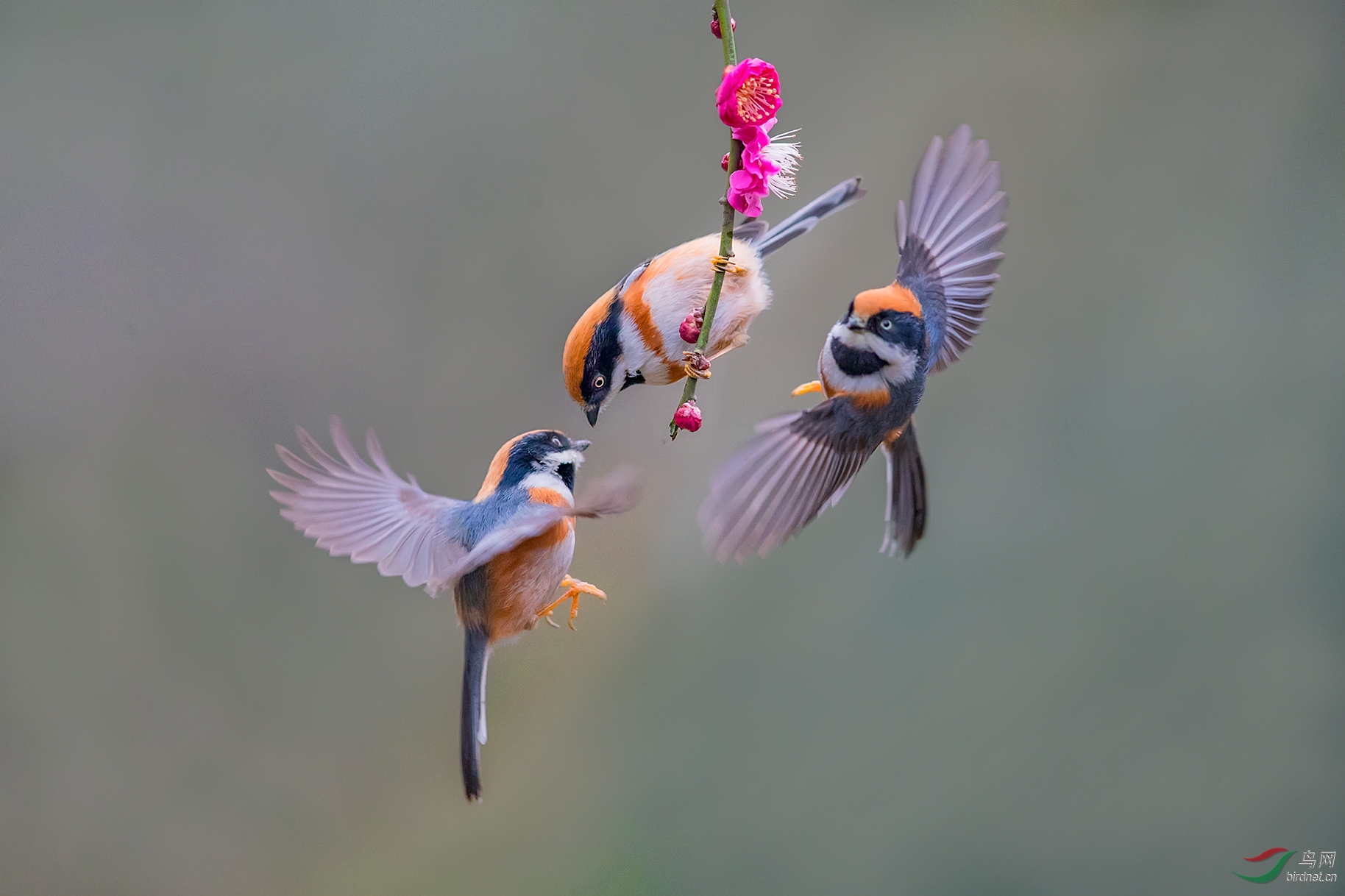 欢快的三只小红头