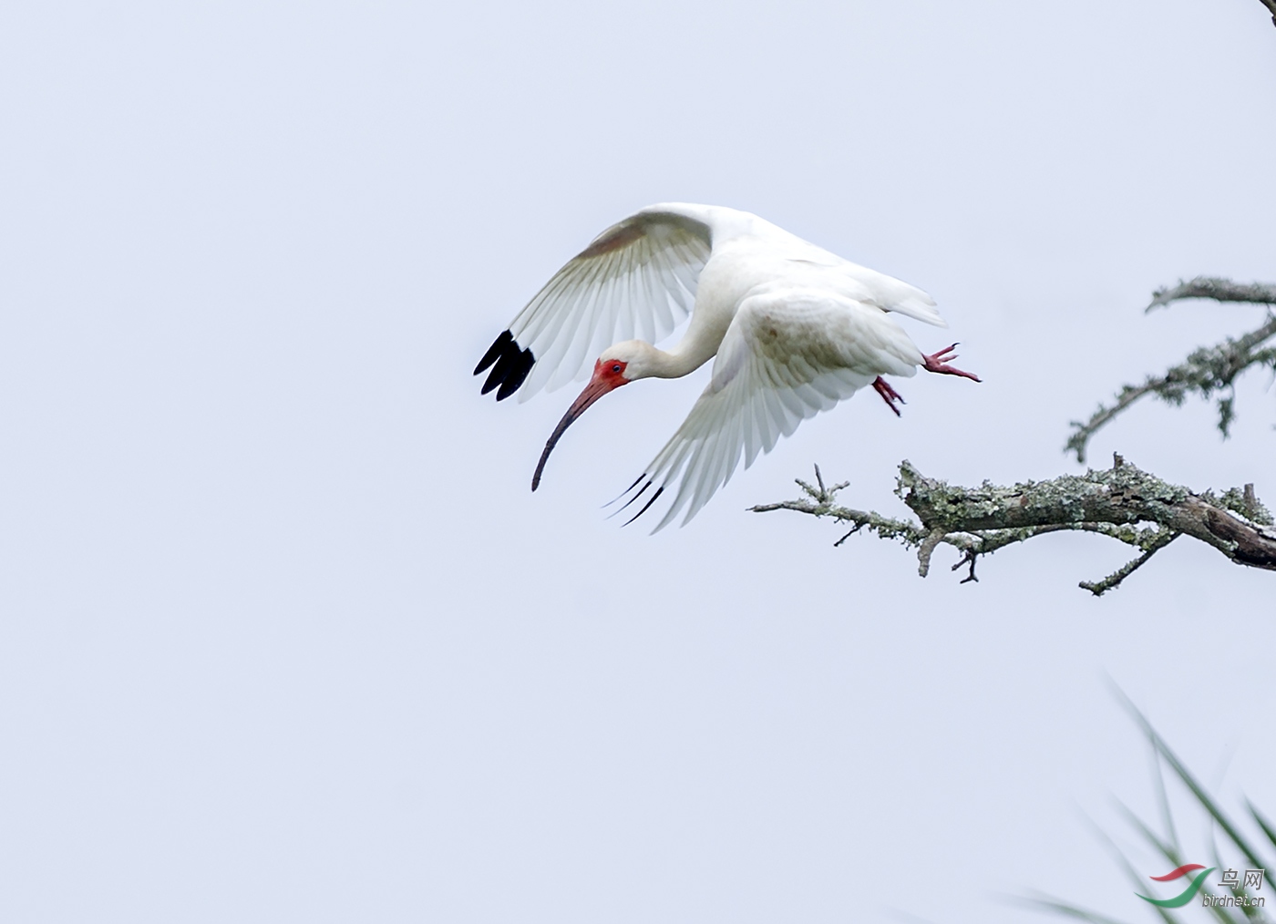 纯洁优雅的化身----美洲白鹮