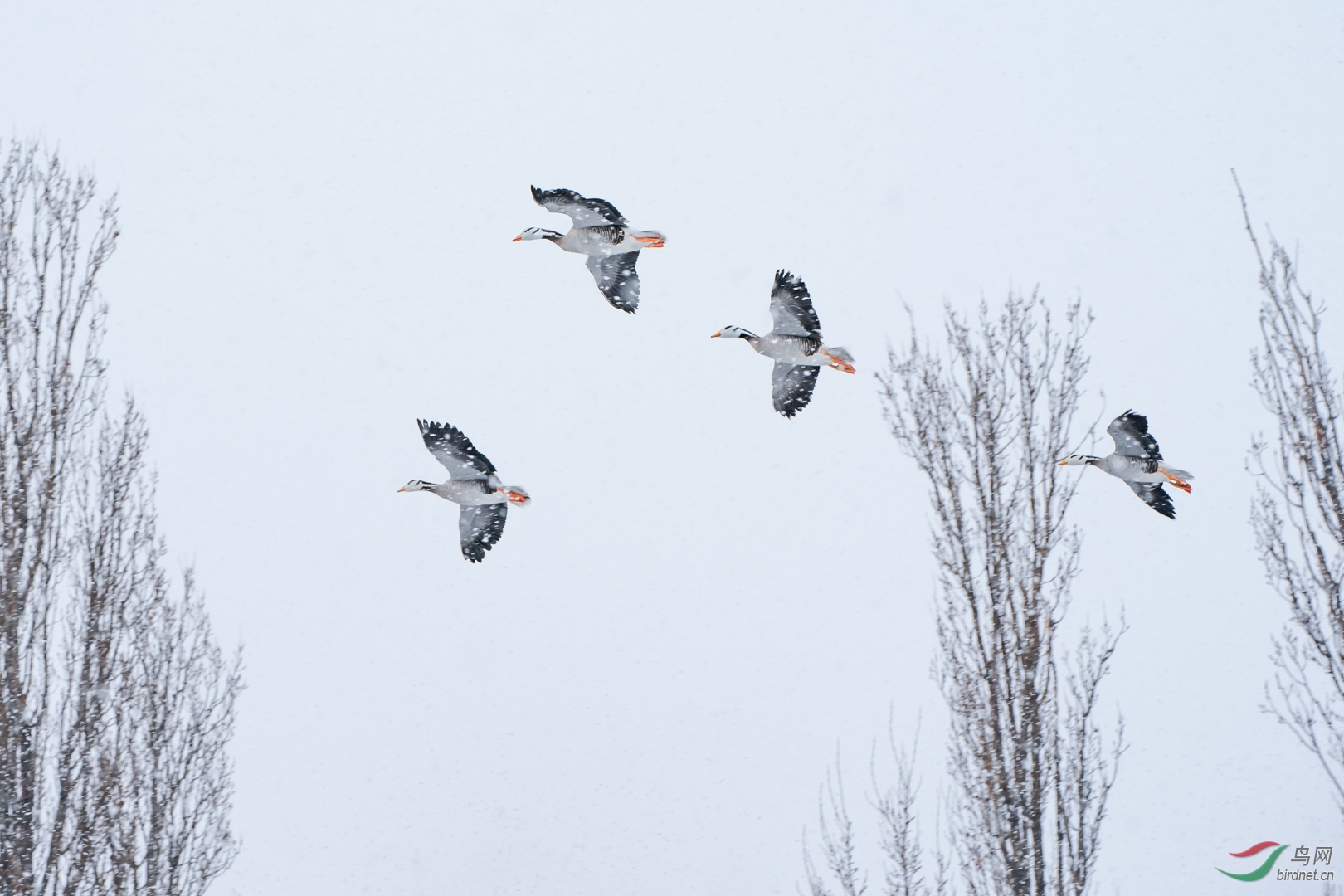《飞雪迎春雁》