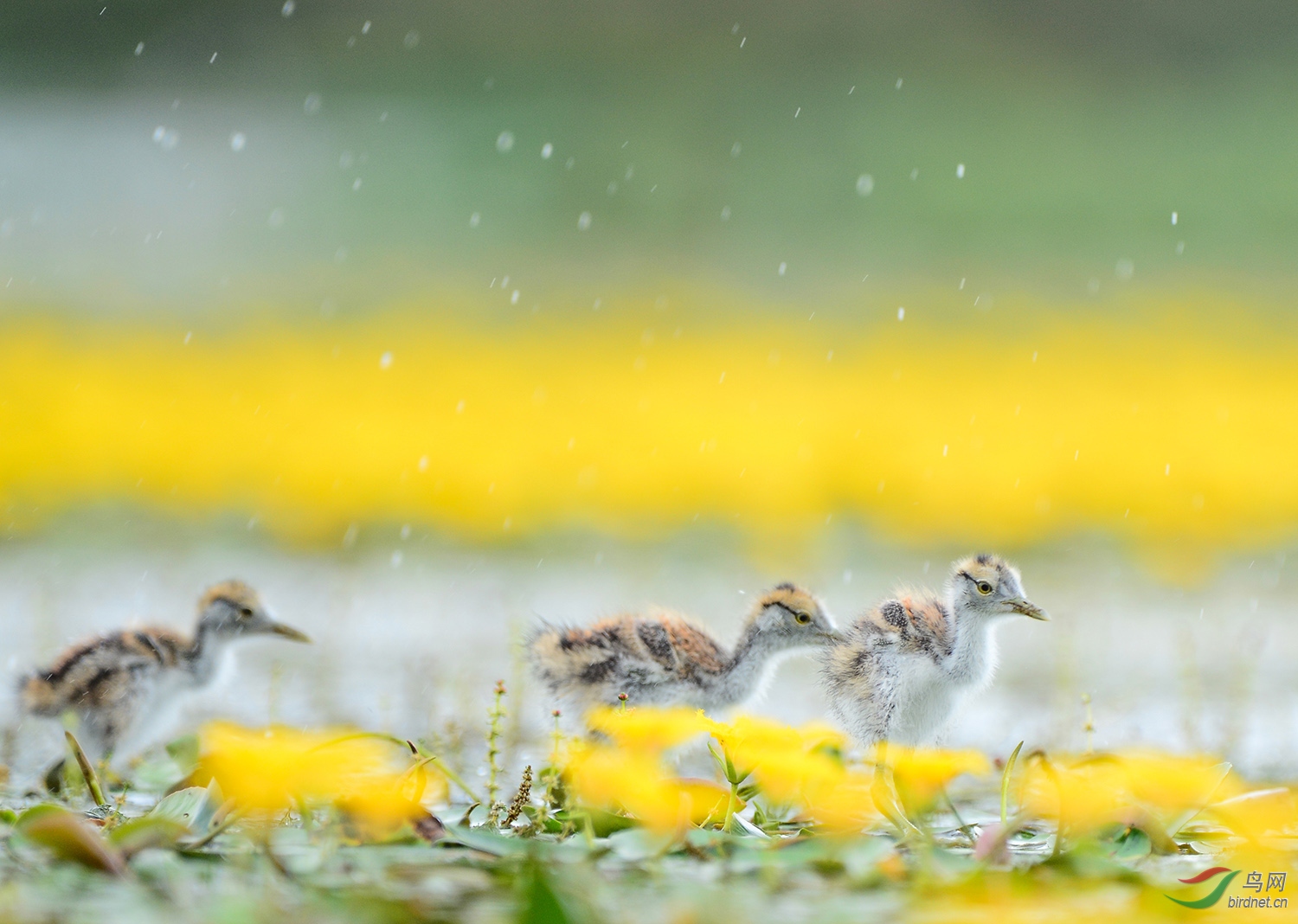 �����  ��Ʒ (����ɢ��).jpg