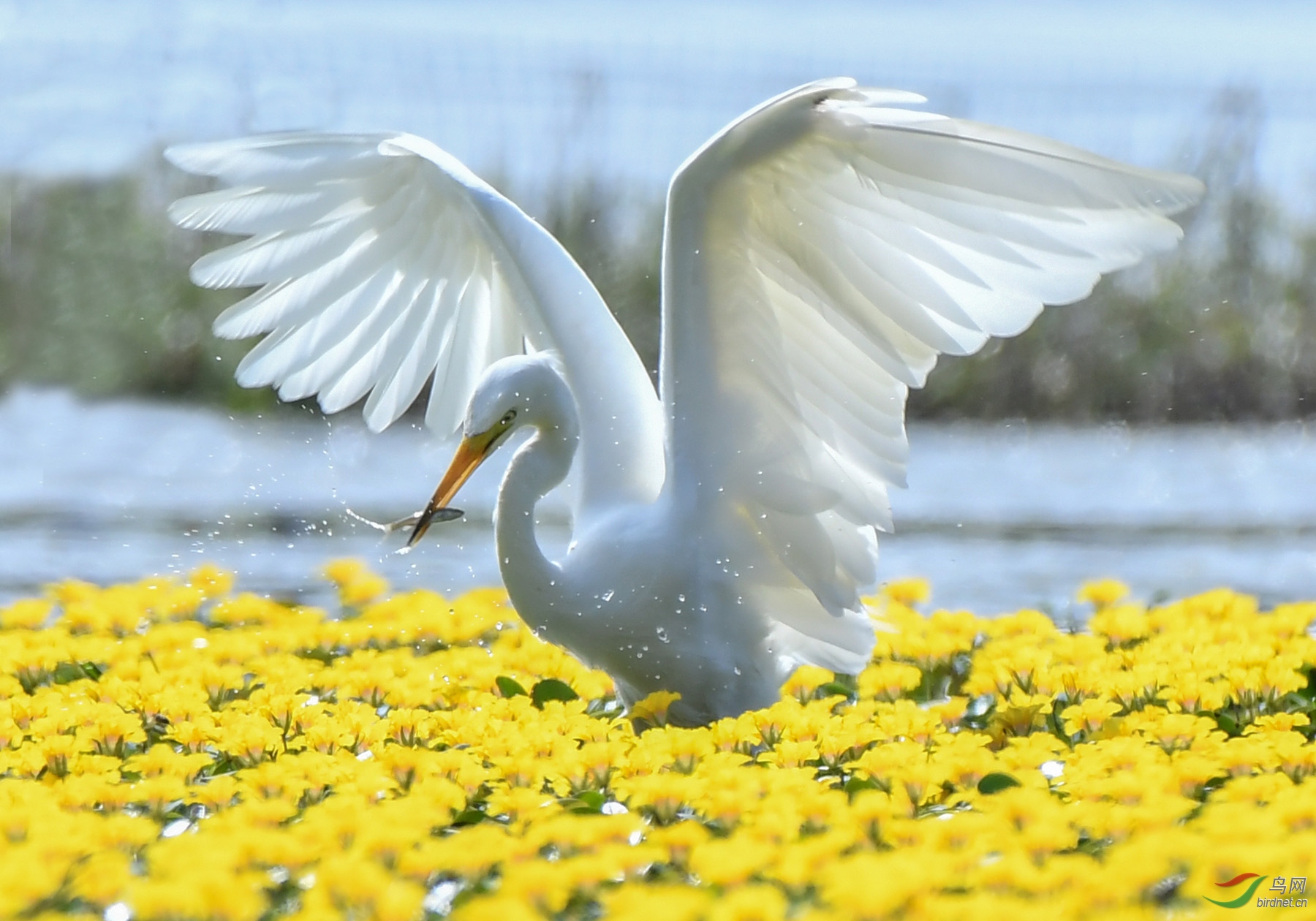 �����  ��Ʒ  18787579537 (3).jpg