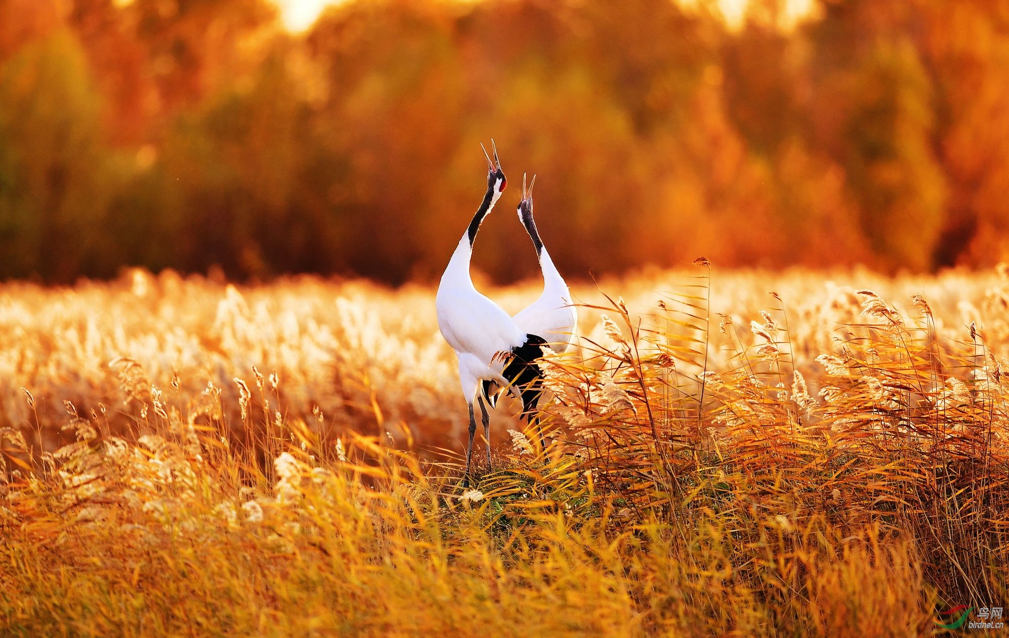鹤鸣金秋---丹顶鹤