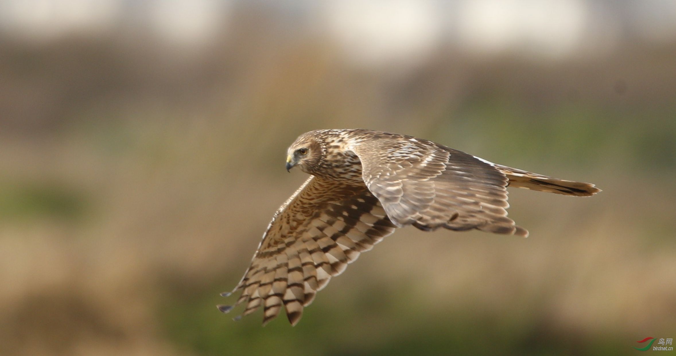 周末拍的白尾鹞 - 云南版 yunnan 鸟网