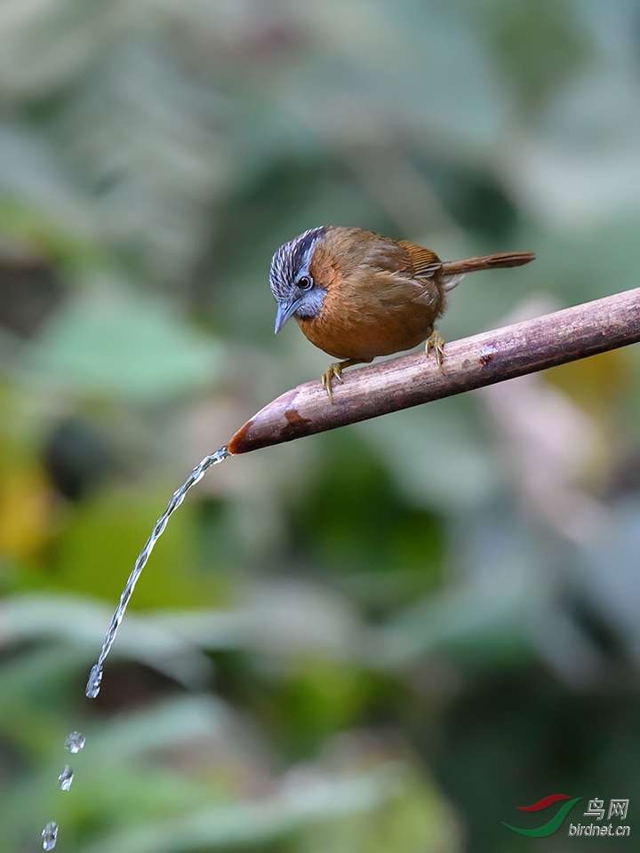 DSC_7496_DxOa.jpg