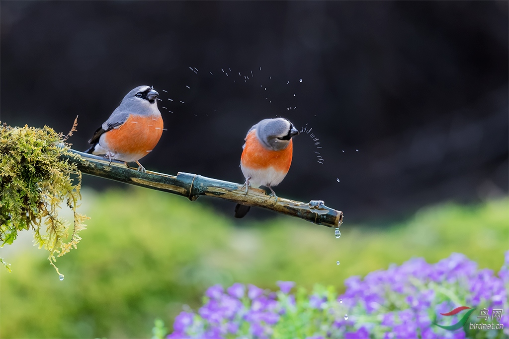 灰头灰雀 - 青海版 qinghai 鸟网
