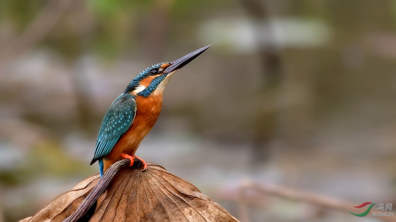 _DSC3349 - ����.JPG