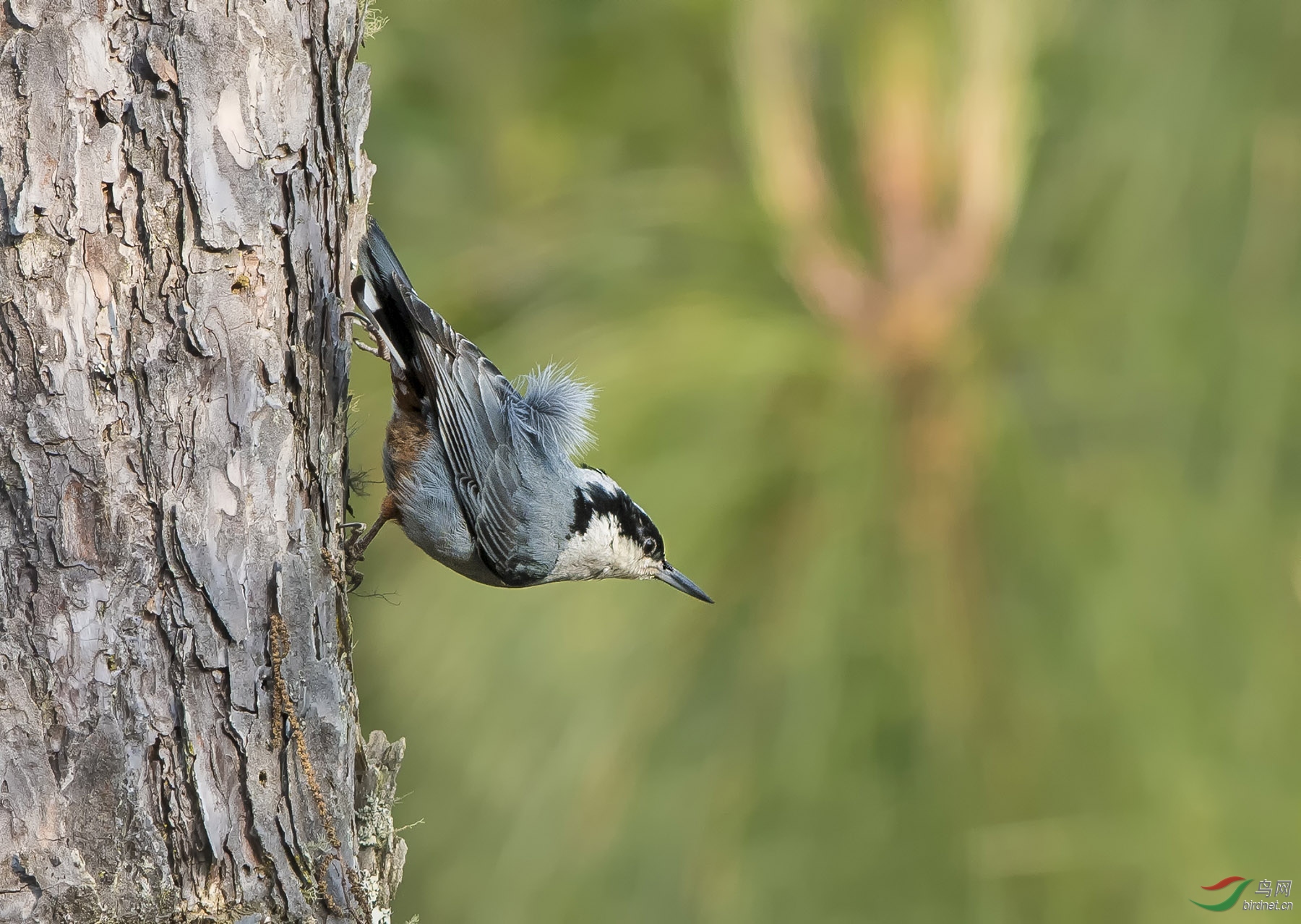 ΢��ͼƬ_2019022513361922 ����.jpg