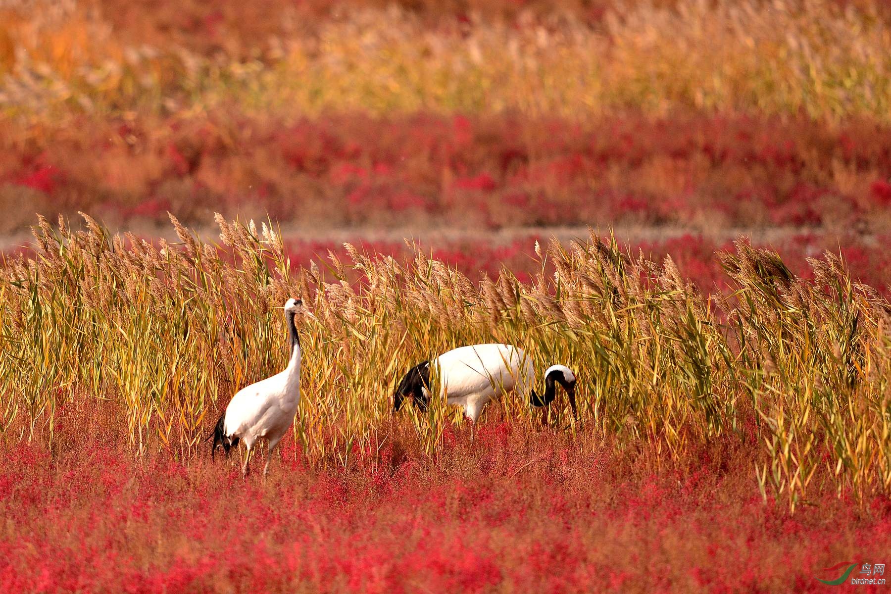 湿地.丹顶鹤.红海.