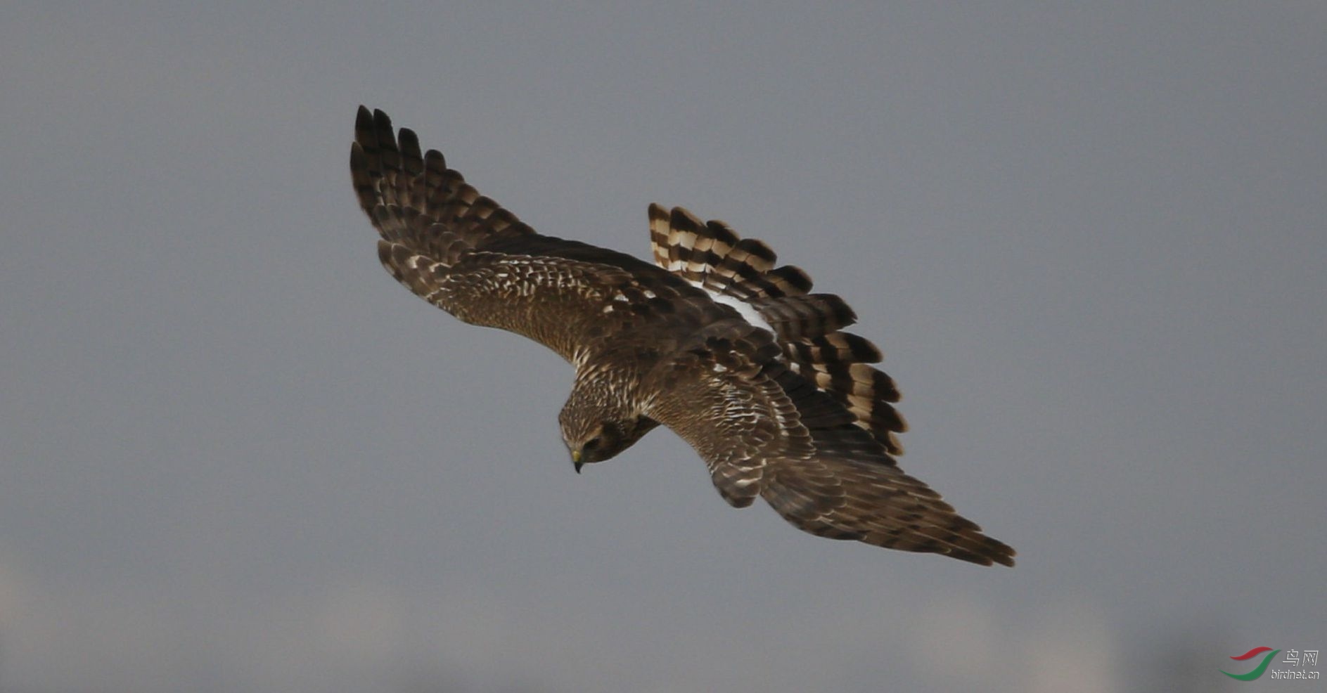 周末保山拍的白尾鹞 - 猛禽版 鸟网
