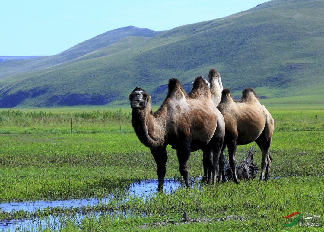 骆驼- 云南版 yunnan 鸟网