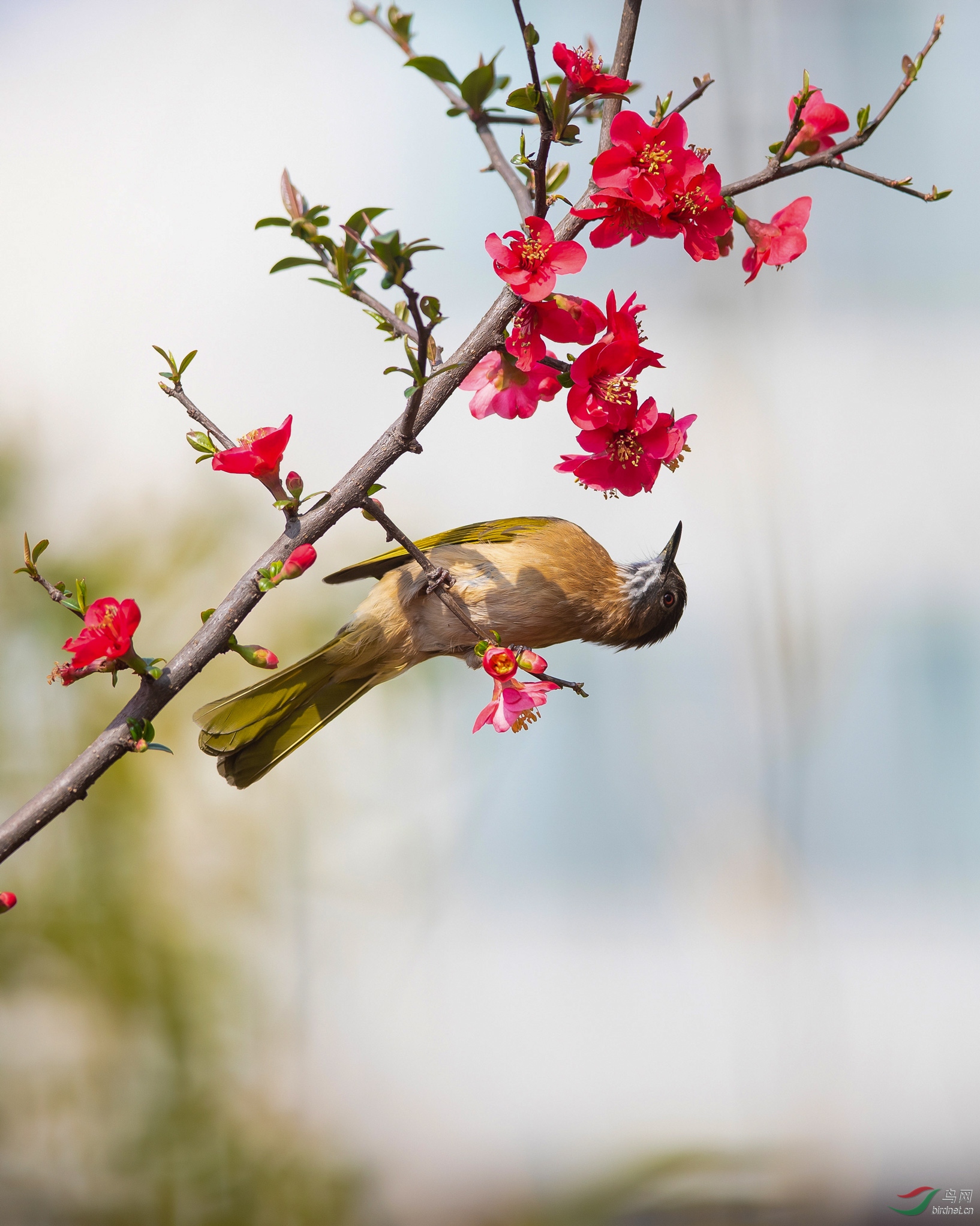 花鸟组图-绿翅短脚鹎