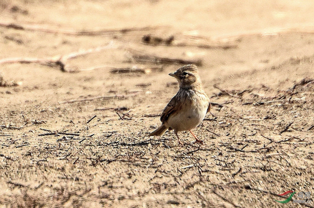 DSC_6075.JPG